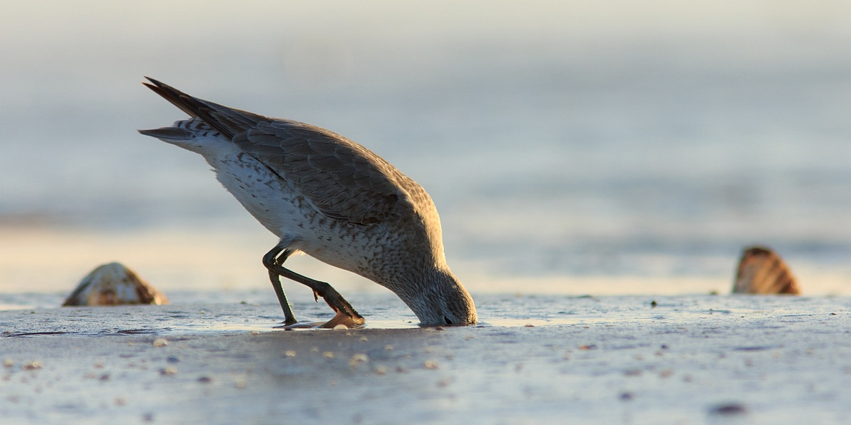 Een kanoet prikt diep in het zand om zijn schelpen te bemachtigen (foto Jeroen Onrust)