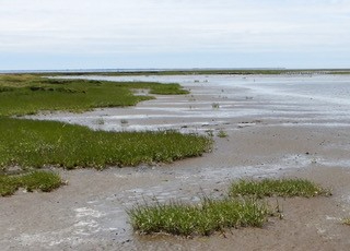 Edge of a salt marsh with plants of different sizes, shifting from contiguous mudflat vegetation, to loose ‘patches’ and then a bare mudflat.