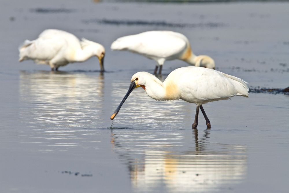 spoonbills