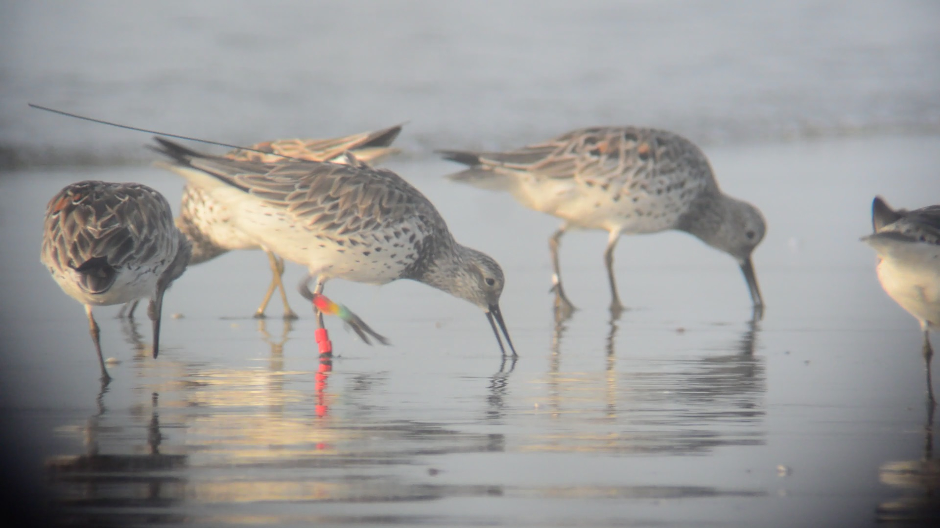 Een grote kanoet met een zendertje op zijn rug bij Mai Po, Hong Kong, China. Foto: Wa Tsai.