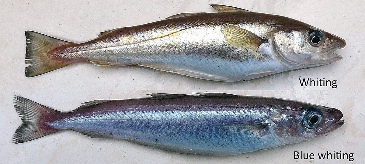 Comparison whiting and blue whiting. Photo: Peter A. Henderson Comparison whiting and blue whiting. Photo: Peter A. Henderson