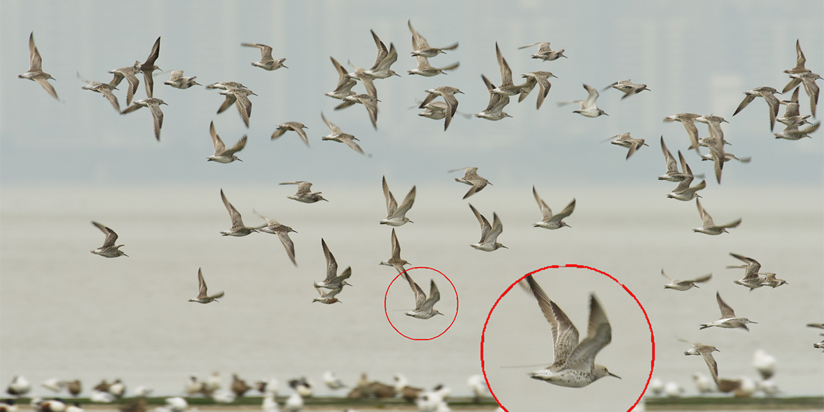 Een grote kanoet met een zendertje op zijn rug bij Mai Po, Hong Kong, China. Foto: Wa Tsai.