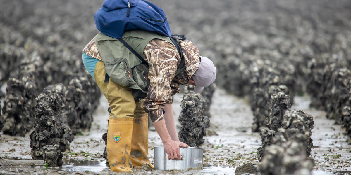 Volunteer is washing the samples. Credits: Hanming Tu