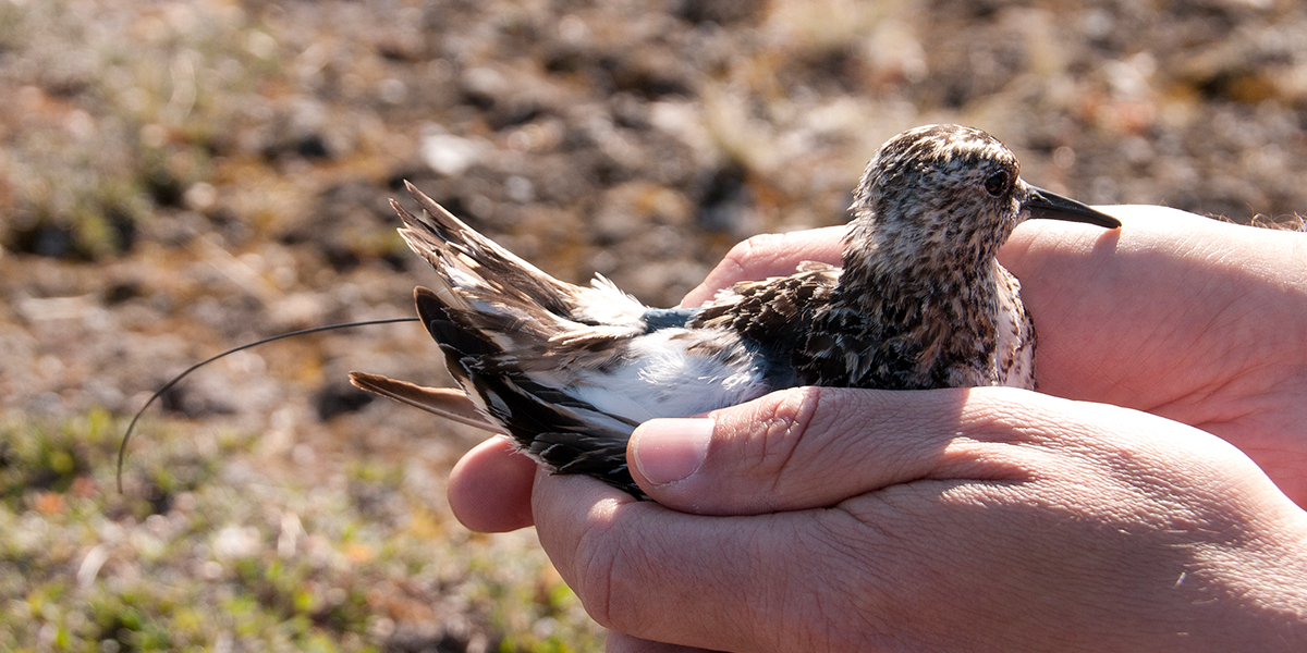 Sanderling with radio transmitter. Photo: Jeroen Reneerkens