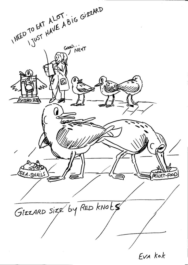 Red Knots weighing up their differences. (Credit: Ysbrand Galama)