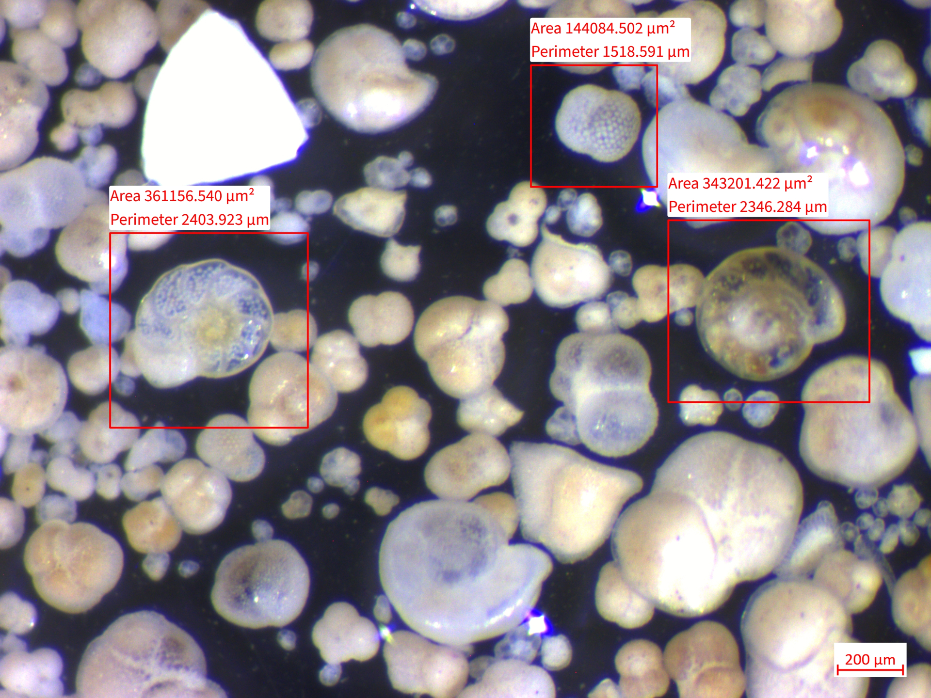 Rinsed foraminifera from the second multicore deployment from station 1.  