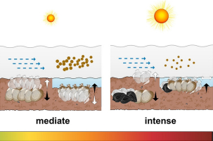 PUBLICATION - Cockles dying. Thermal stress affects bioturbators' burrowing behavior, 2022