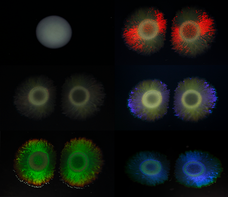 Colonies of the marine bacterium Marinobacter algicola HM-28’ showing brilliant structural colours. Their alignment and organisation reflects light, creating intense hues depending on the angle of illumination and viewing. Photo: Colin Ingham, Hoekmine BV