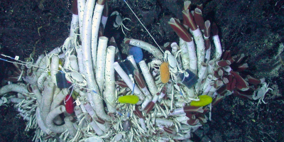 RESEARCH GRANT - Sabine Gollner receives NWO award for research on life in the seafloor.