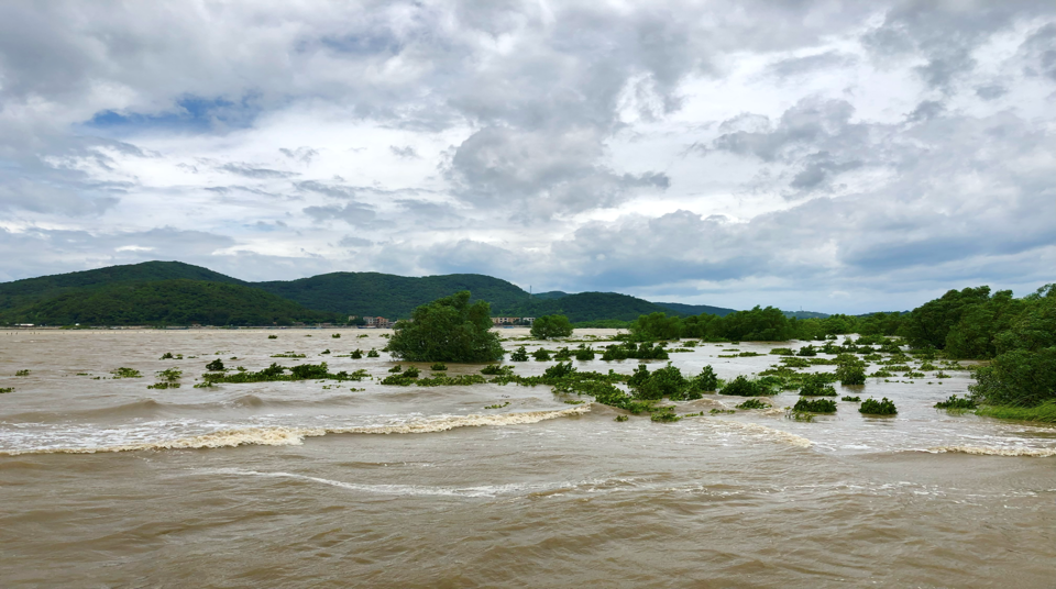 A mangrove on a windy day, breaking the waves (photo: Zhan Hu)