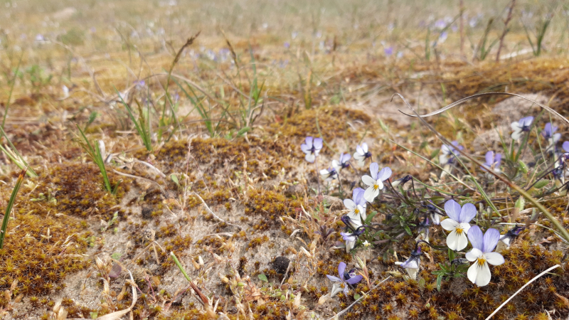 Duinviooltje on Texel - photo by Eva Lansu