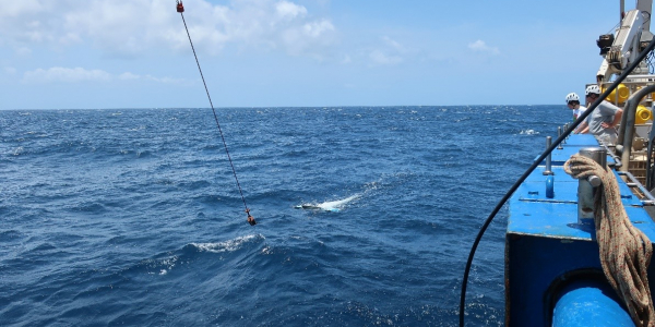 Sampling of floating Sargassum using the manta trawl. Photo: Furu Mienis