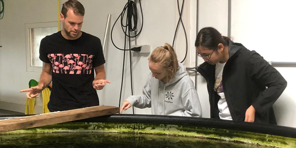 Vluchten vissen voor windmolens?