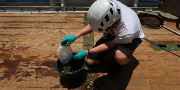 Emptying of the manta trawl after sampling Sargassum. Photo: Furu Mienis