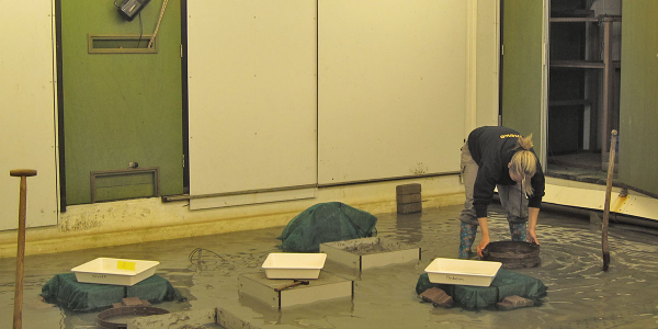 Shorebird experiment facility