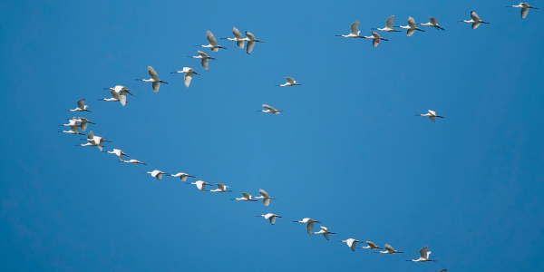 Alex crossed Strait of Gibraltar