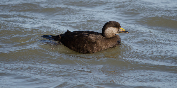 Spisula subtrunca in coastal waters