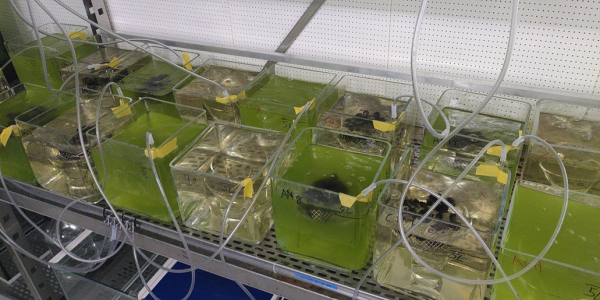 Antidepressiva in rioolwater