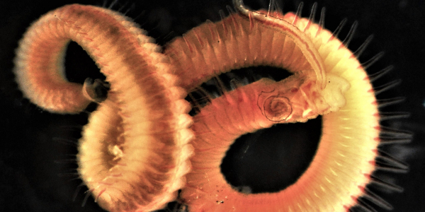 What is your opinion