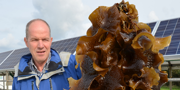 Valorisation algae for better taste