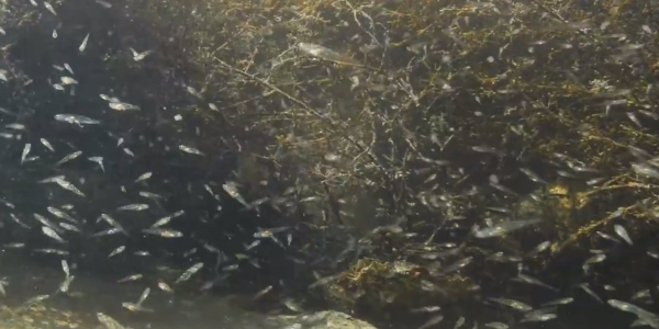 Variability in larval settlement