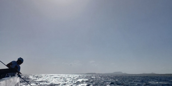 Sampling of floating Sargassum with the dipnet. Photo: Francine van Hee