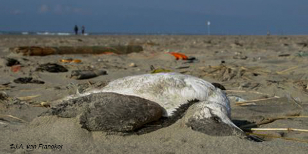 Monitoring beached bird surveys