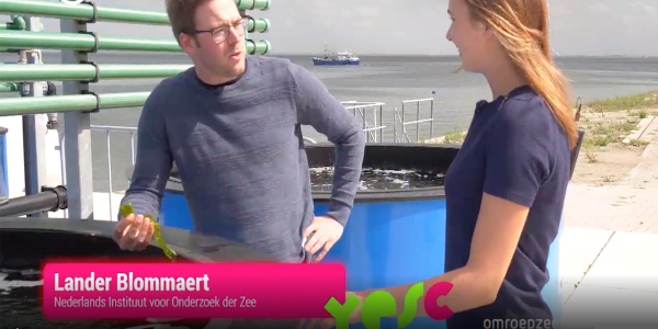 The taste of Seaweed