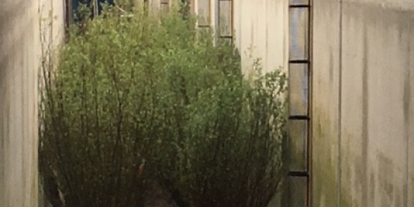 Nieuws: Wilgen als troef in natuurlijke bescherming tegen overstromingen.