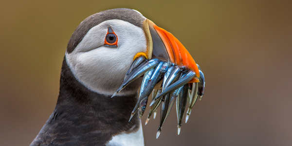 Sand Eel; unknown makes unloved
