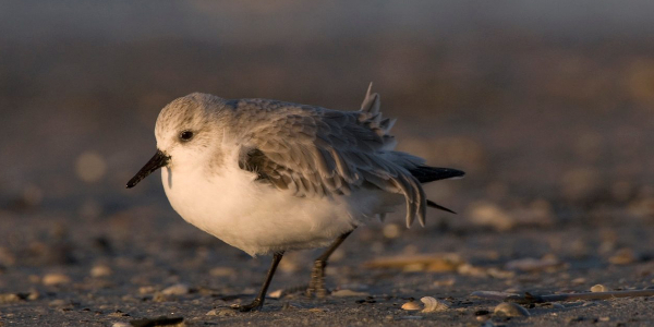 A question on sanderlings