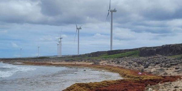 Strandings of floating Sargassum in March 2022 around the Northern coasts of Curaçao. Photo: Dhaishendra Servania