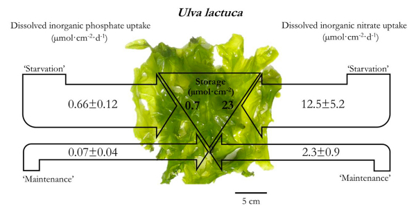 Ulva lactuca